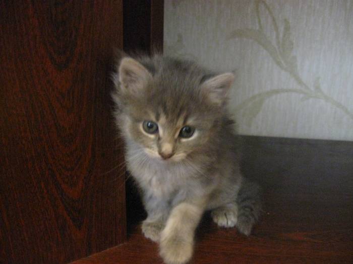 Котята сибирские.1 месяц, фотография 1