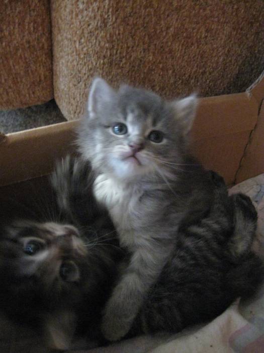 Котята сибирские.1 месяц, фотография 3