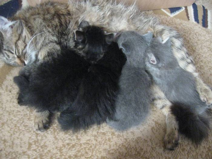 Котята сибирские.1 месяц, фотография 4