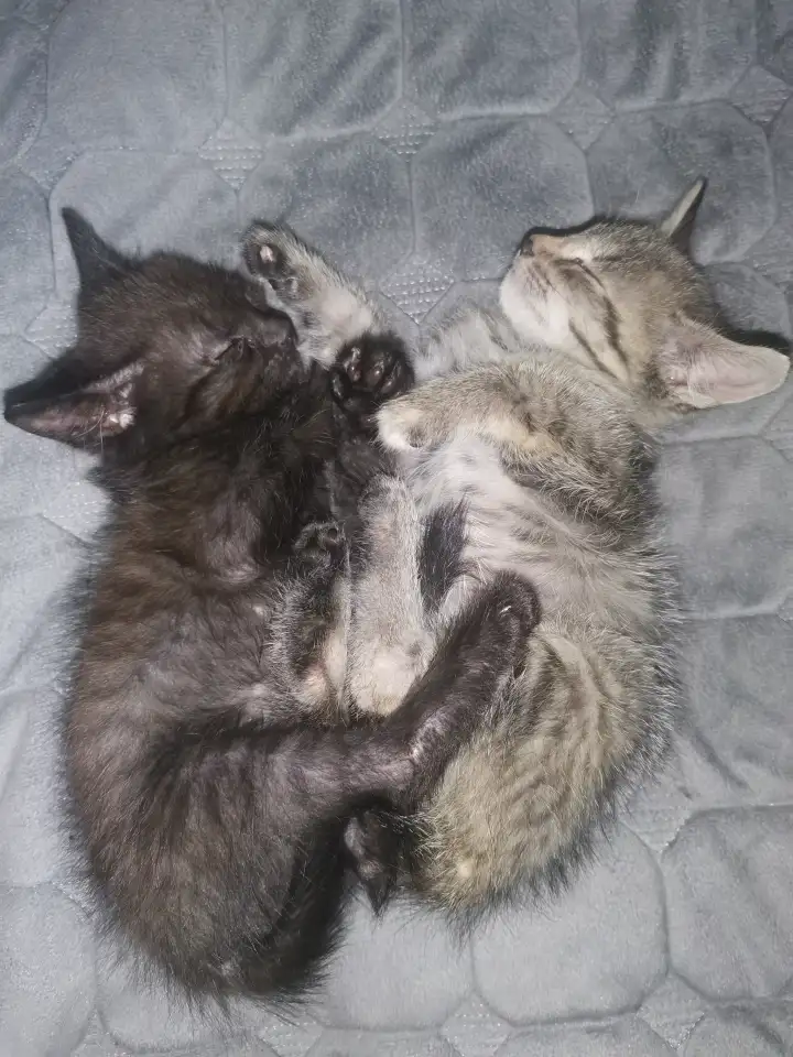 Отдам в добрые руки котят, фотография 2