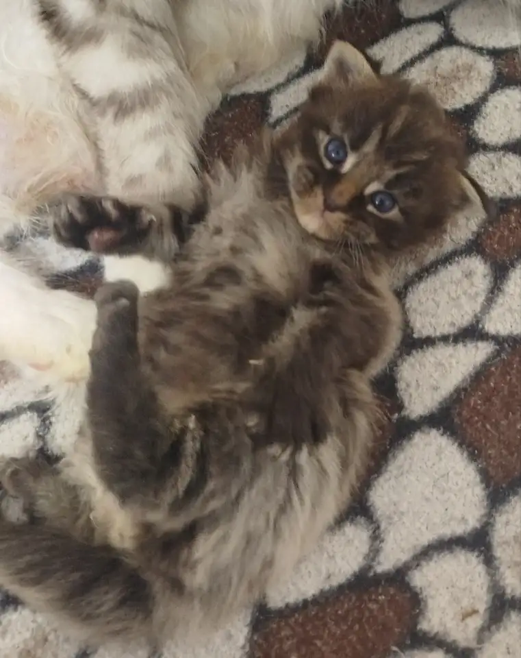 Котята мейн кун, фотография 6