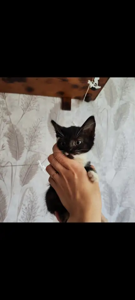 Котята в добрые руки, котенок в дар, породистые, турецкая ангора, фотография 4