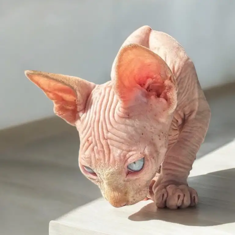 Котята канадского сфинкса, фотография 1