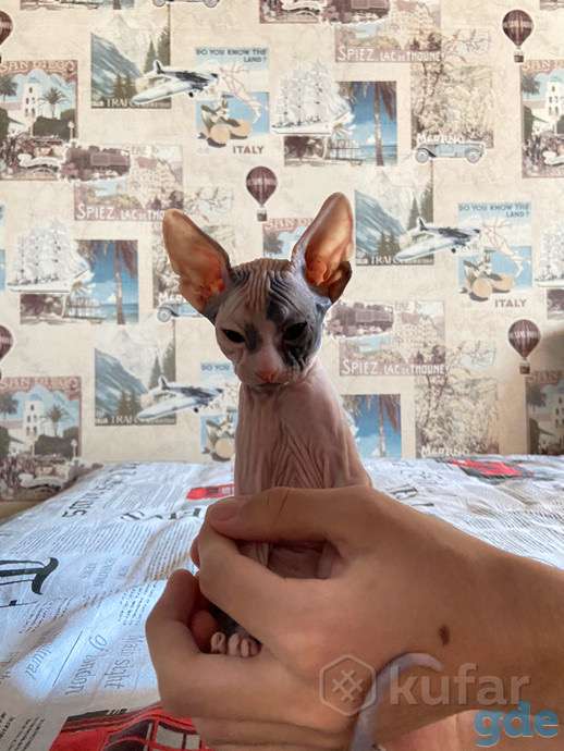 Донской сфинкс, фотография 2