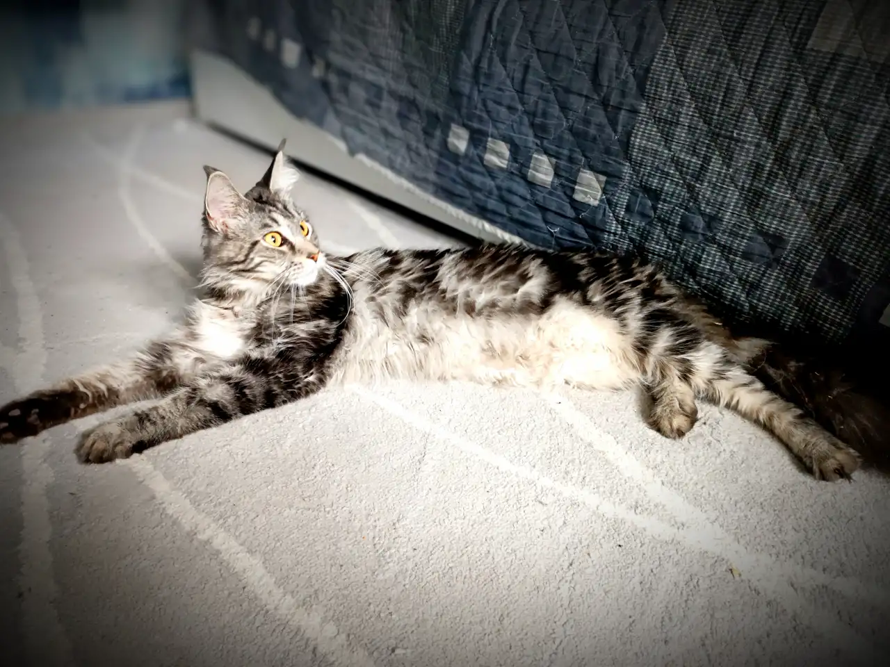 Котята Мейн-кун, фотография 12