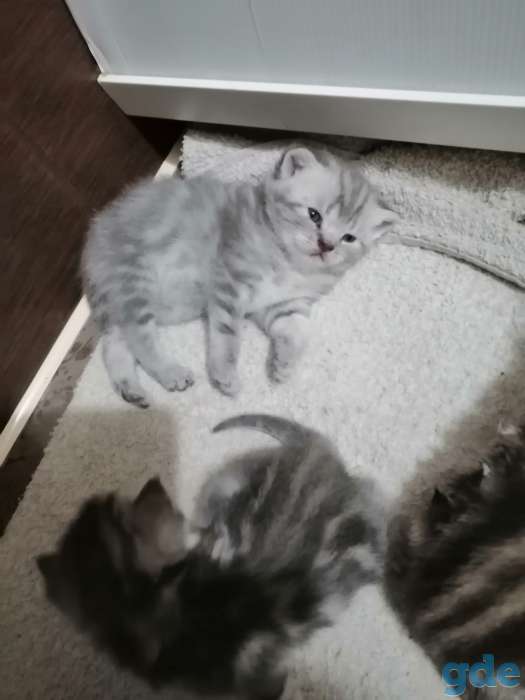 Шотландские котята, фотография 5