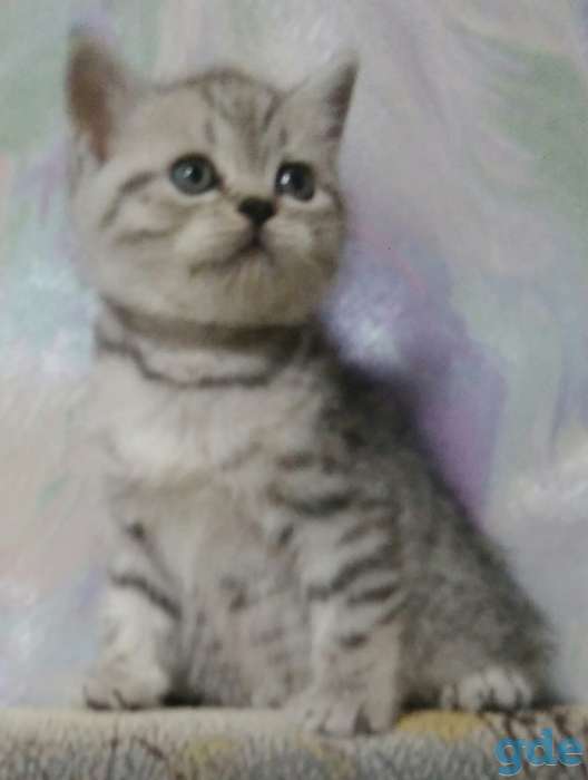 Котята, фотография 1