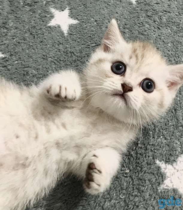 Котята, фотография 1