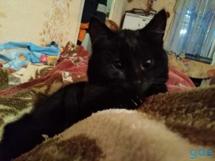 Котенок в хорошие руки, фотография 1