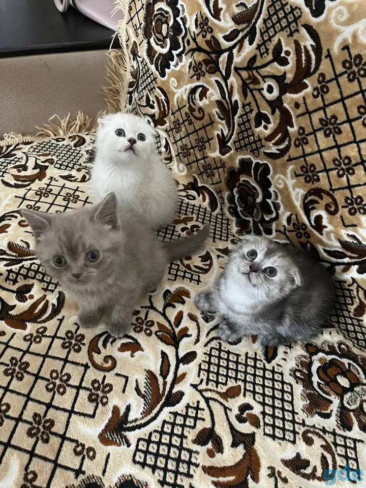 Продаются котята, фотография 6