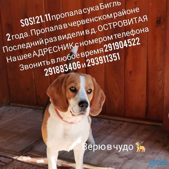 Пропал бигль сука, фотография 2