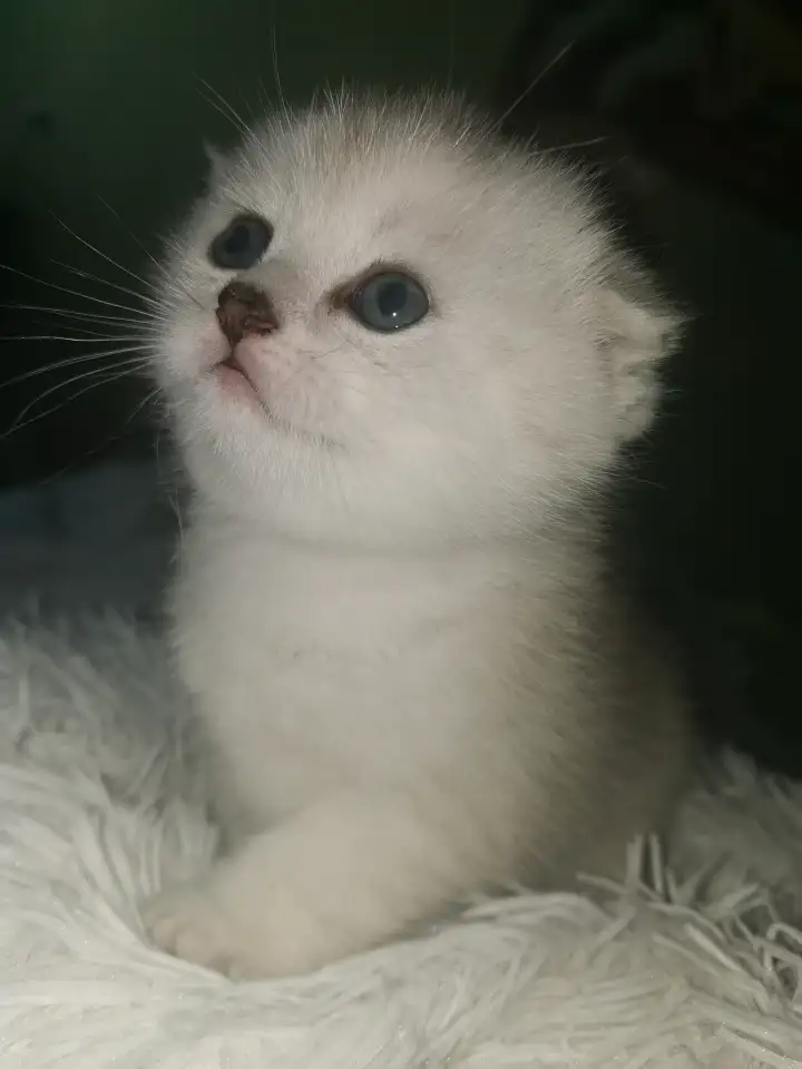 Продам котят, фотография 7