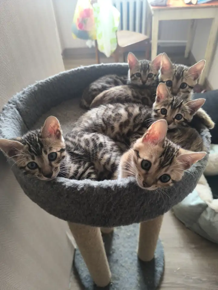 Бенгальские котята, фотография 1