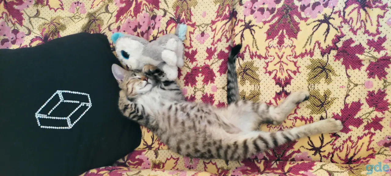 Котенок в дар, фотография 1