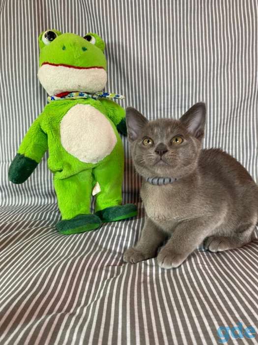 Котята Европейской бурмы, фотография 6