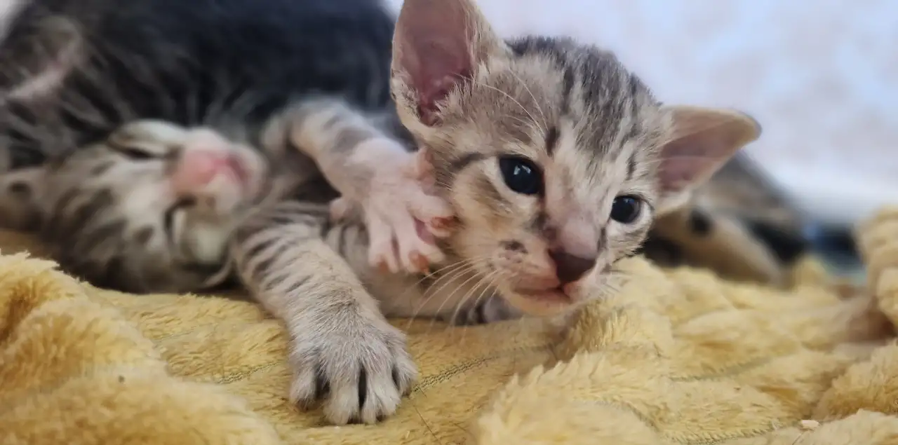 Ориентальные котята, фотография 4