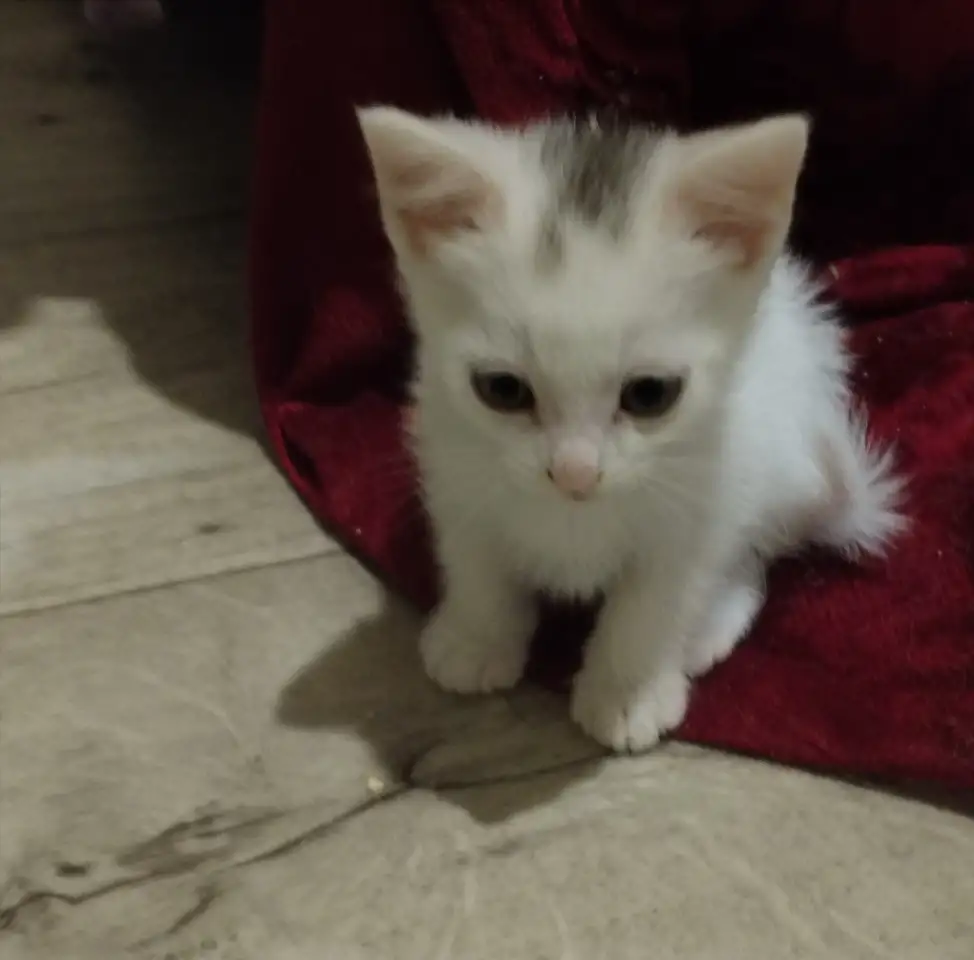 Красивые котята в дар, фотография 6