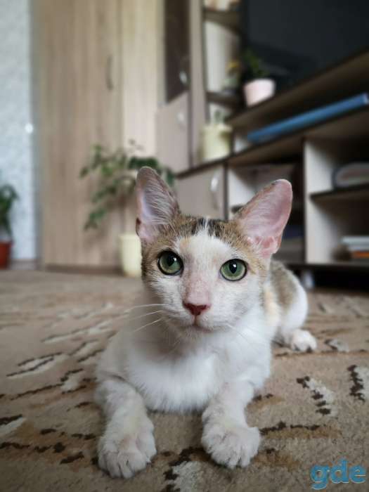 Кошка Басти, фотография 3