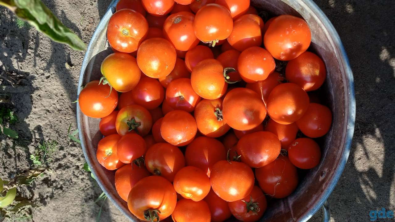 Продажа свежего домашнего томата, фотография 1