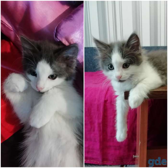Очаровательный Котенок - зайка в дар, хорошие руки, фотография 7