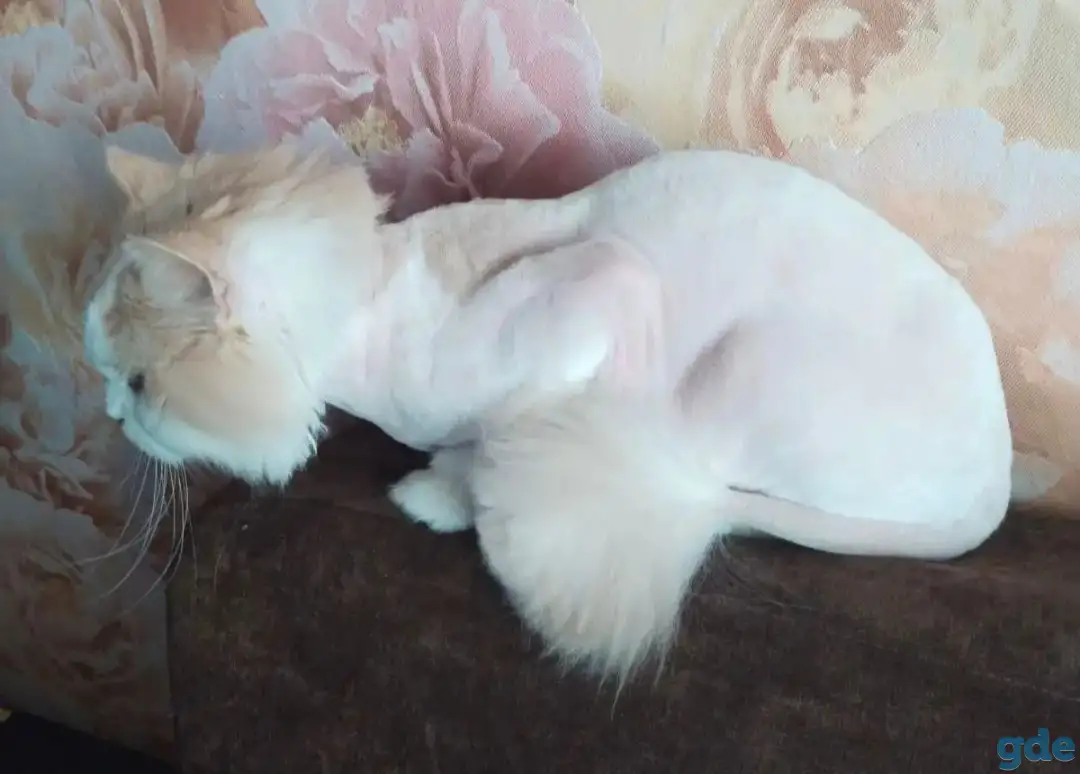 груминг котов, фотография 4