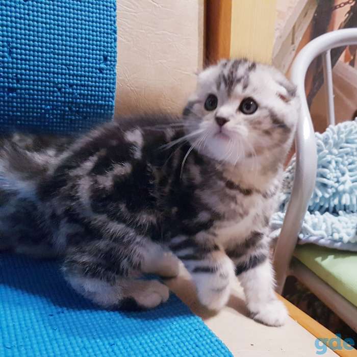 Вислоухие шотландские котята., фотография 7