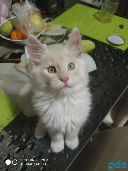 Продам котенка мейкуненка, фотография 3