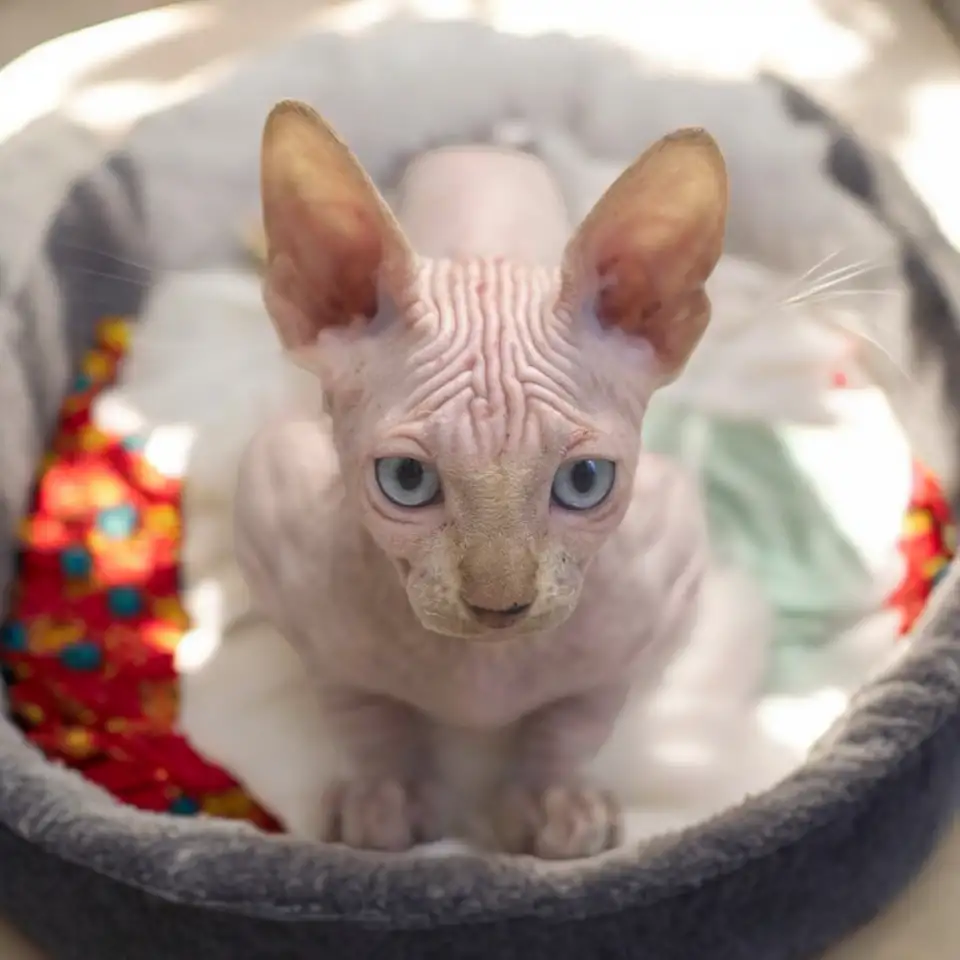 Котята канадского сфинкса, фотография 7