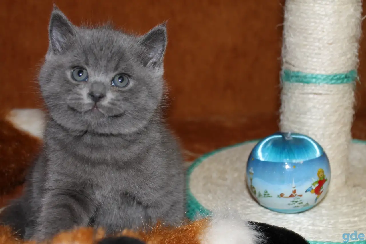 Британские котята, фотография 8