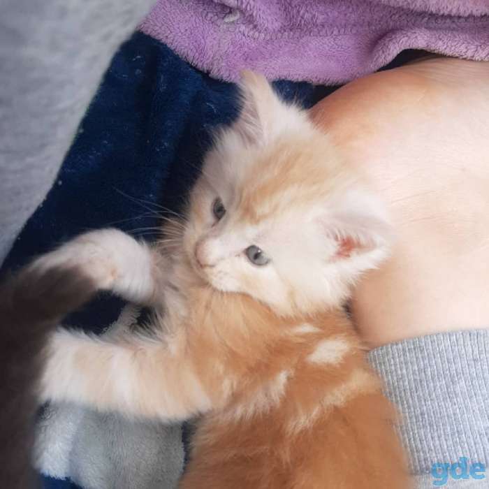 Продам котят. Мэйн-кун., фотография 6
