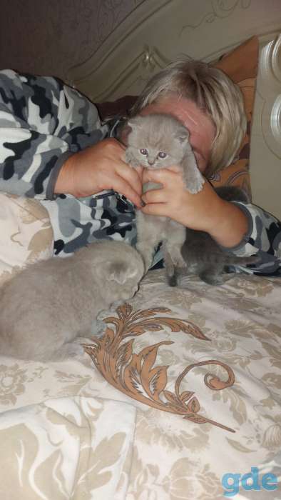 Шотландских котят, фотография 3