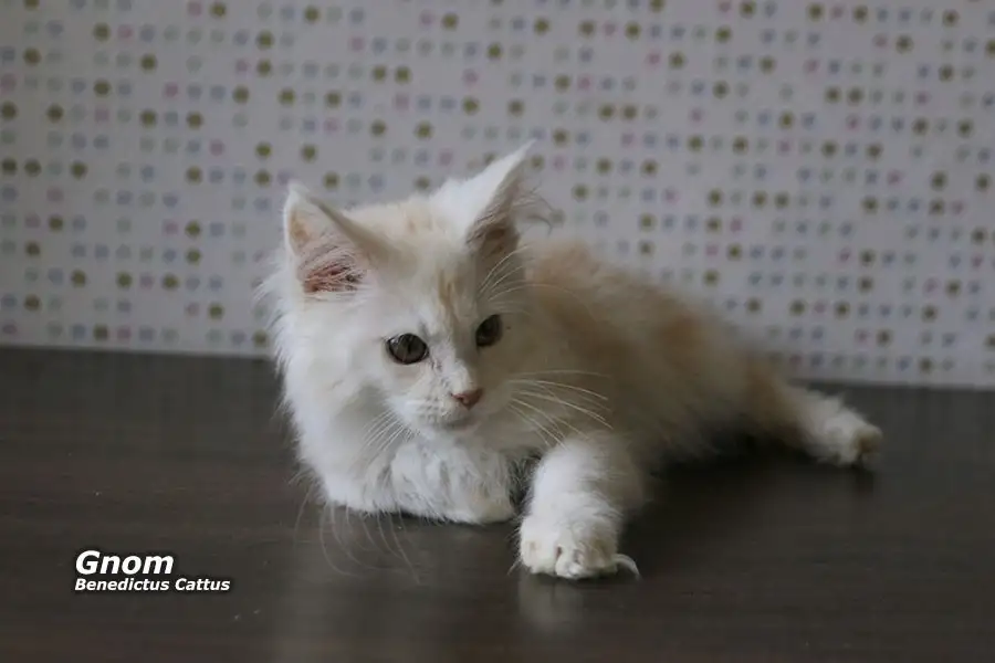 Мейн-кун котёнок  мальчик, фотография 2
