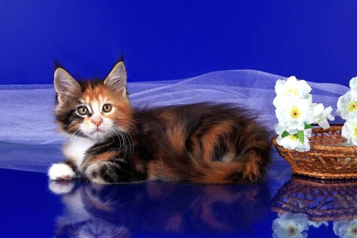 Котята Мейн-кун, фотография 3