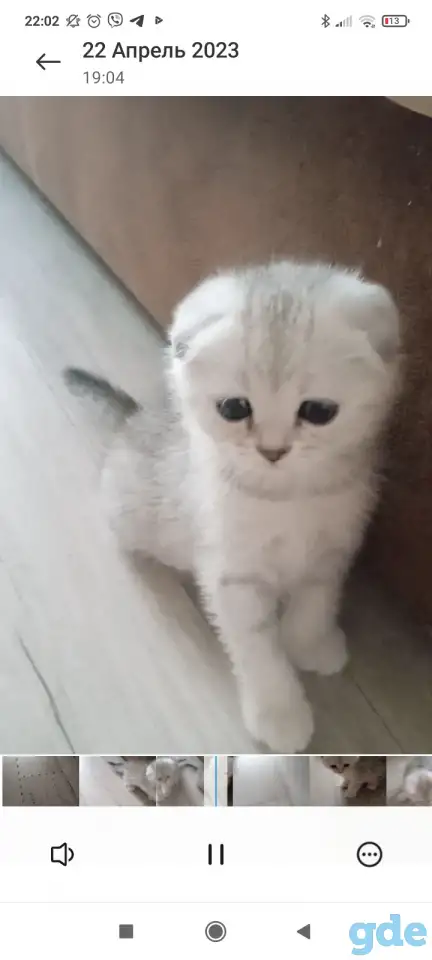 Шотландские котята серебристая шиншилла, фотография 3