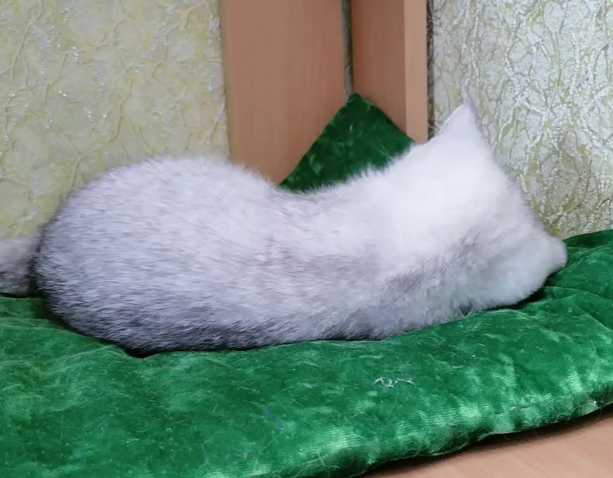 Британские серебристые котята, фотография 2