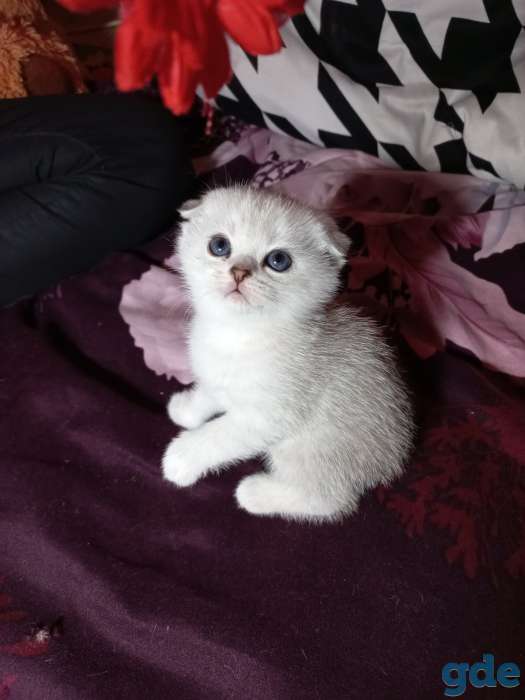 Шотландцы котята, фотография 6