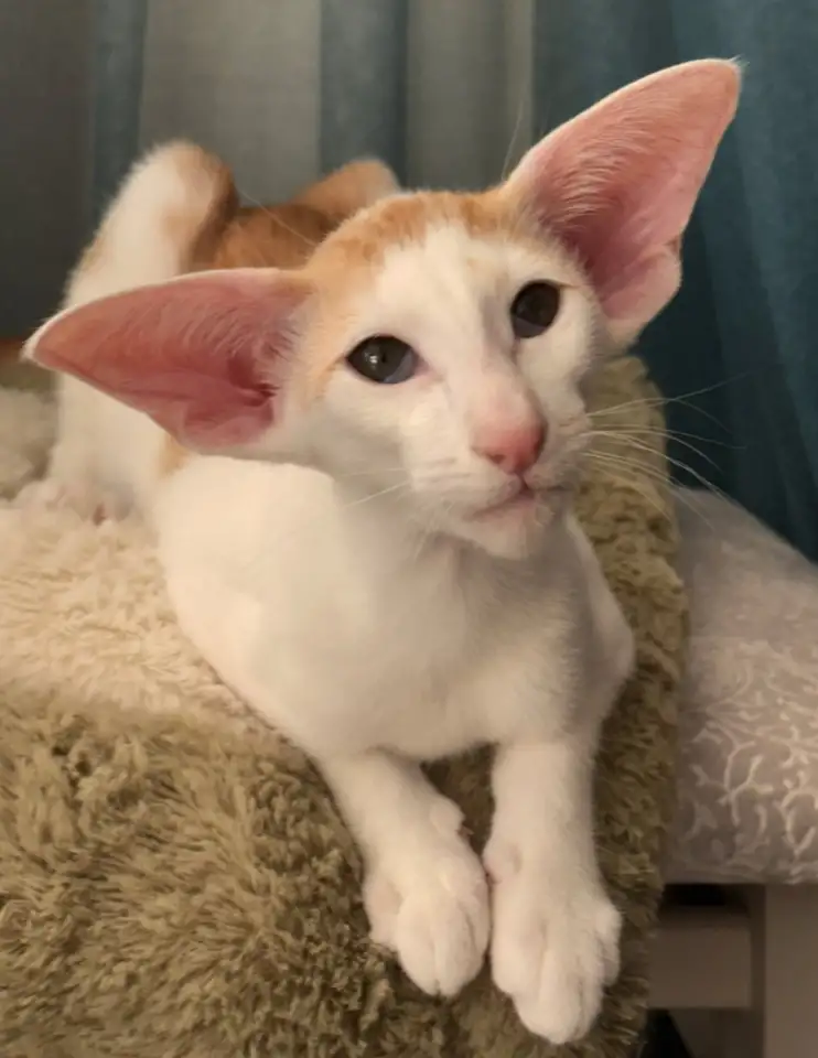 Ориентальные котята, фотография 9