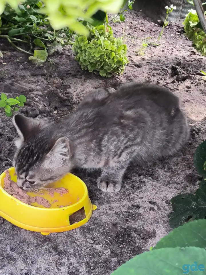 Котёнок в дар., фотография 2