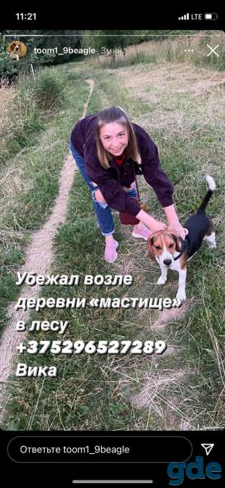 Ищем собаку бигль, фотография 3