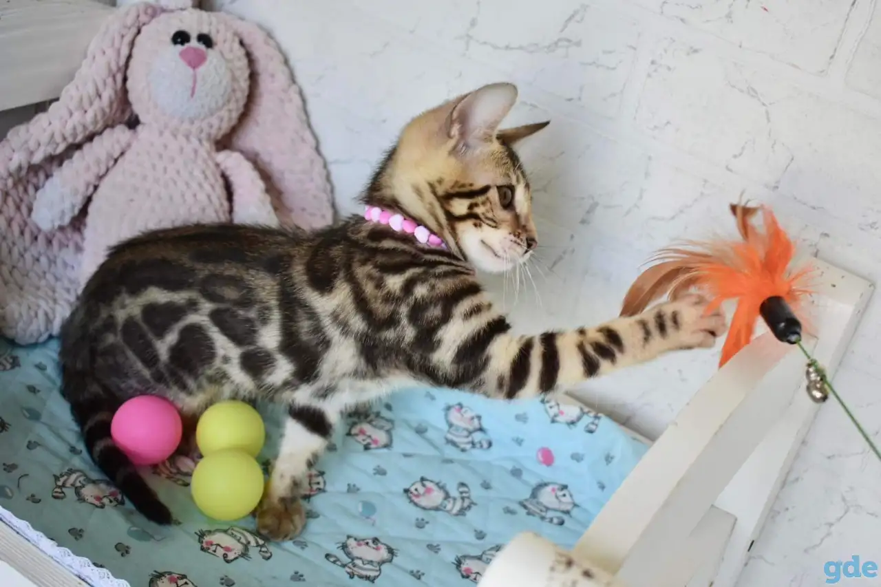 Бенгальский котенок девочка бейби фейс, фотография 4