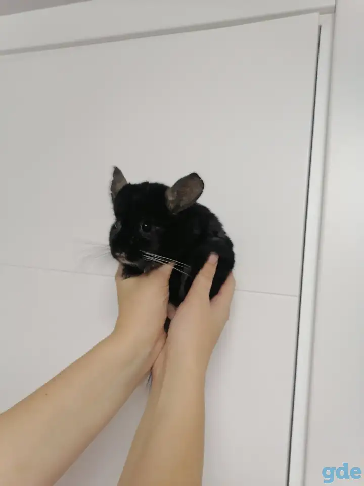 Шиншилла. Девочка., фотография 1