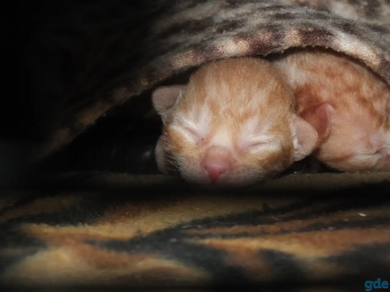 Бронь на корниш-рекс котят, фотография 3