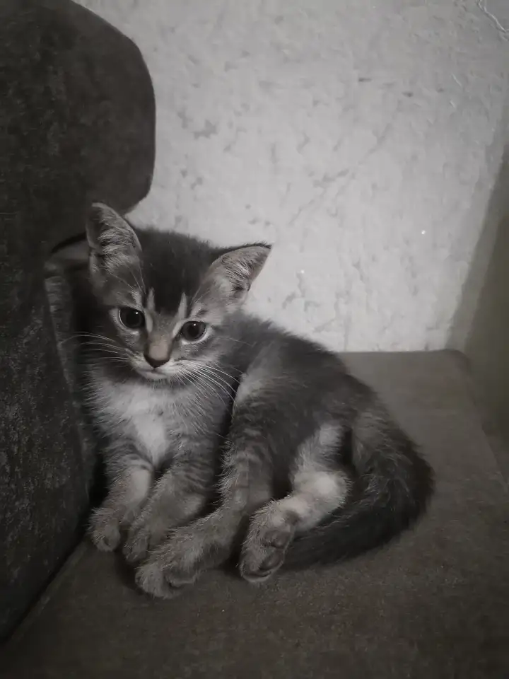 Кошечка в дар, фотография 1