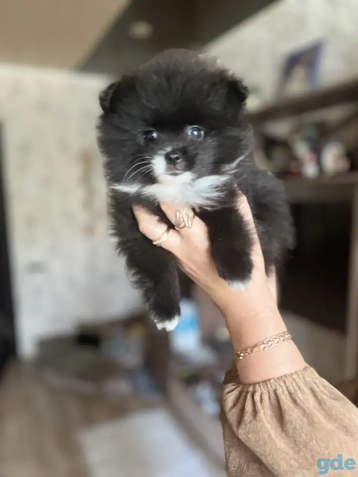 Щенки помернаского шпица, фотография 1
