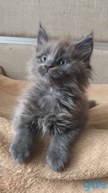 Породистый котенок Мейн-кун, фотография 1