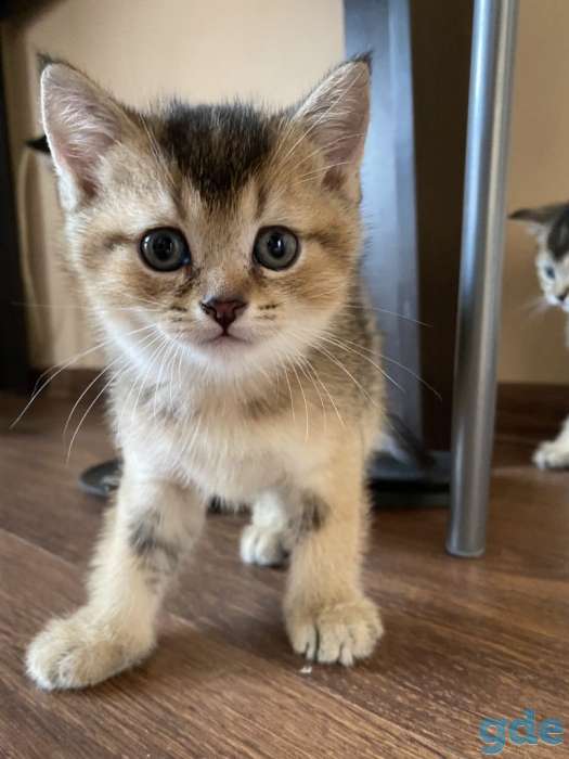 Шотландские котята, фотография 2