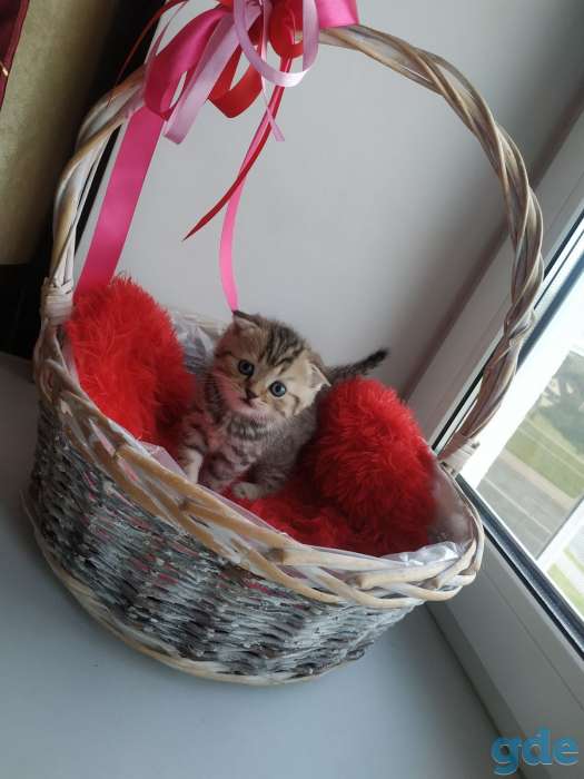 Шотландских породистых котят, фотография 1
