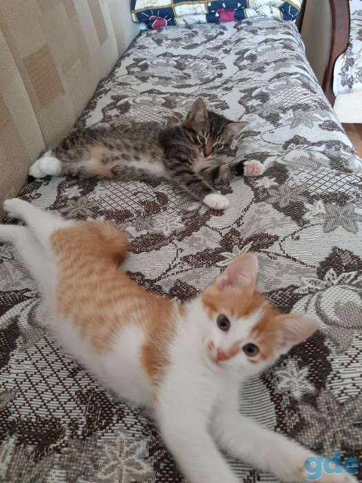 Котята в добрые руки, фотография 4
