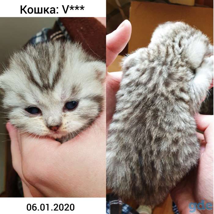 БРОНЬ котята британская короткошерстная, фотография 3