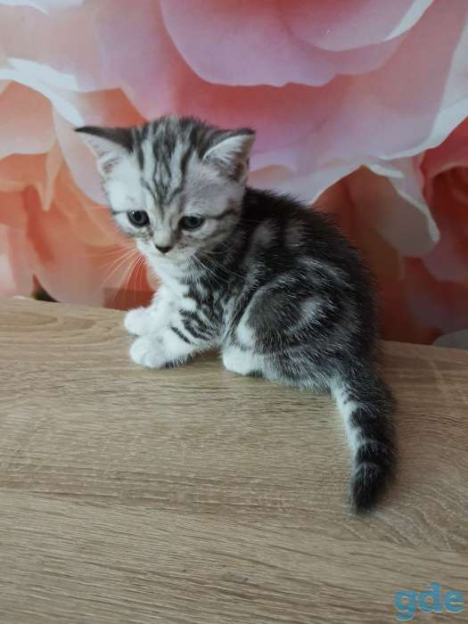 Шотландские котята, фотография 1